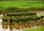 Journeys through Rural General Practice Slide 128
